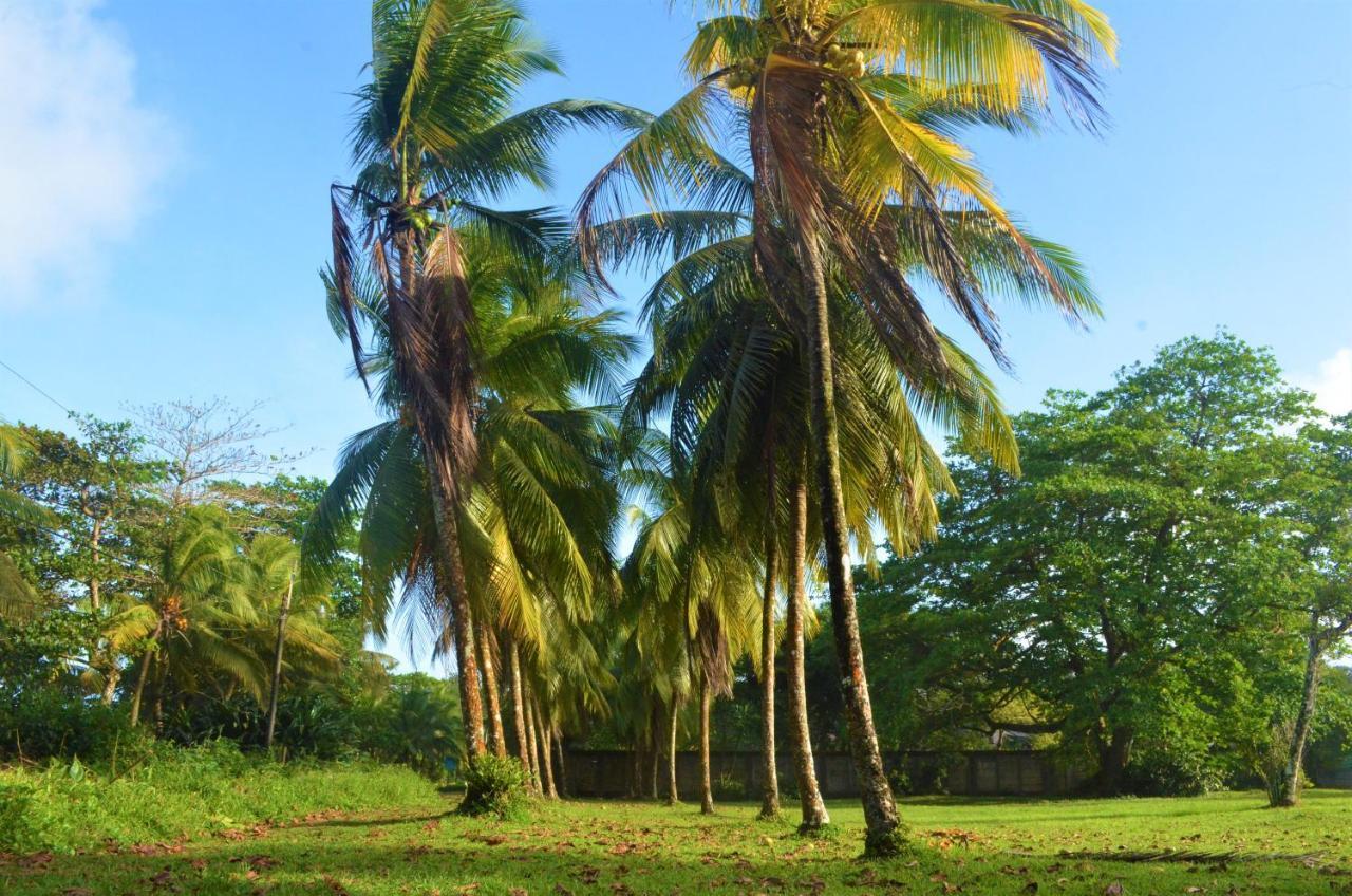 Hotel Pura Natura Beachfront Tortuguero Extérieur photo