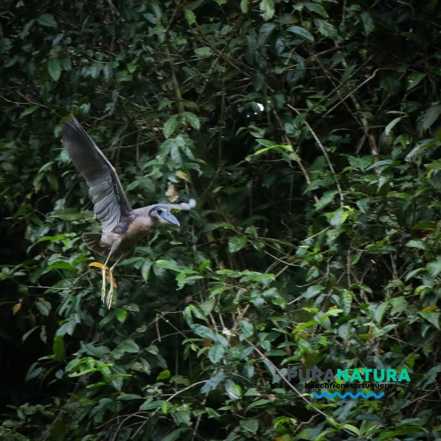 Hotel Pura Natura Beachfront Tortuguero Extérieur photo